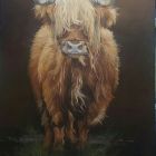 Highland Cow